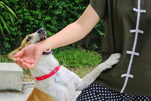 Can you sue someone for injuries sustained due to a dog attack or animal bite?